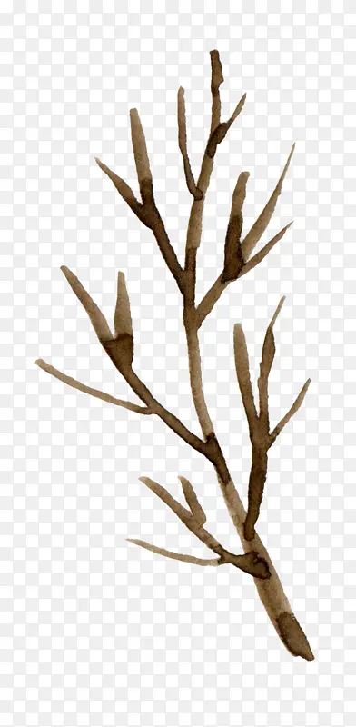 ��֦-������