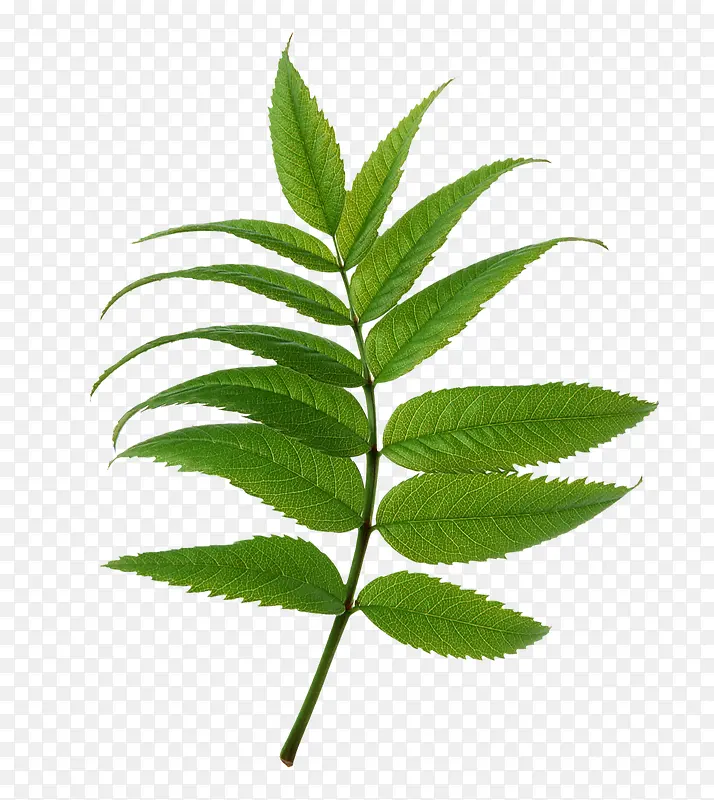 ֲ��С��-������