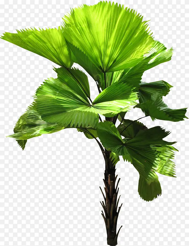 ��ɫ֦Ҷ-������