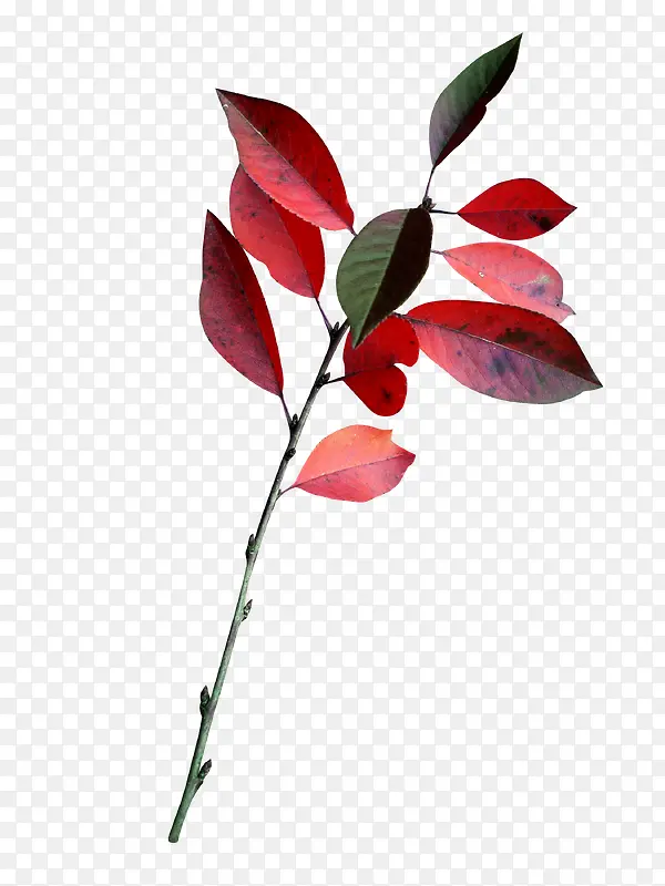 ��֦��ɫҶ��-������