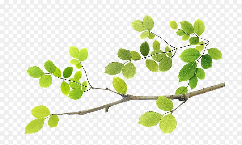 ��Ҷ-������