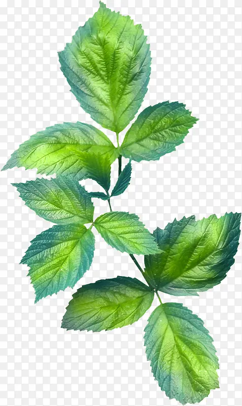 ��ɫ֦Ҷ-������