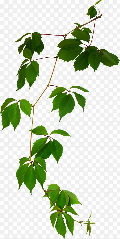 ��ɫ֦Ҷ-������