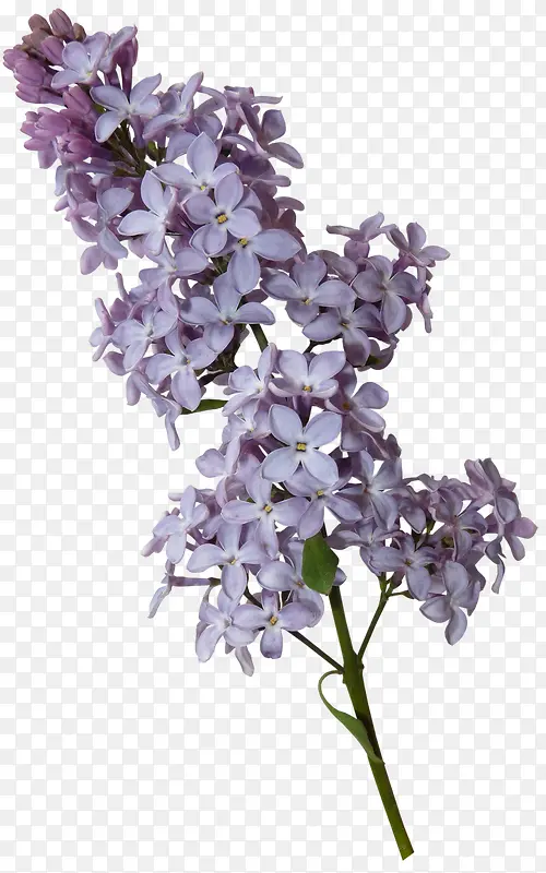 Ư��֦Ҷ-������