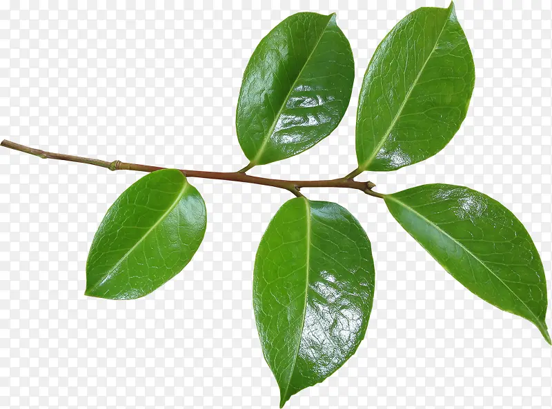 ��ɫ֦Ҷ-������