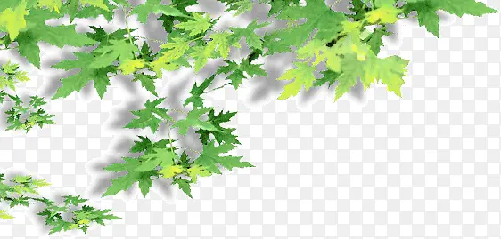 ��֦�ϵ���Ҷ-������