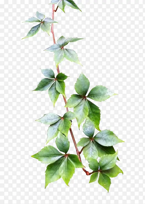 ��Ҷ-������