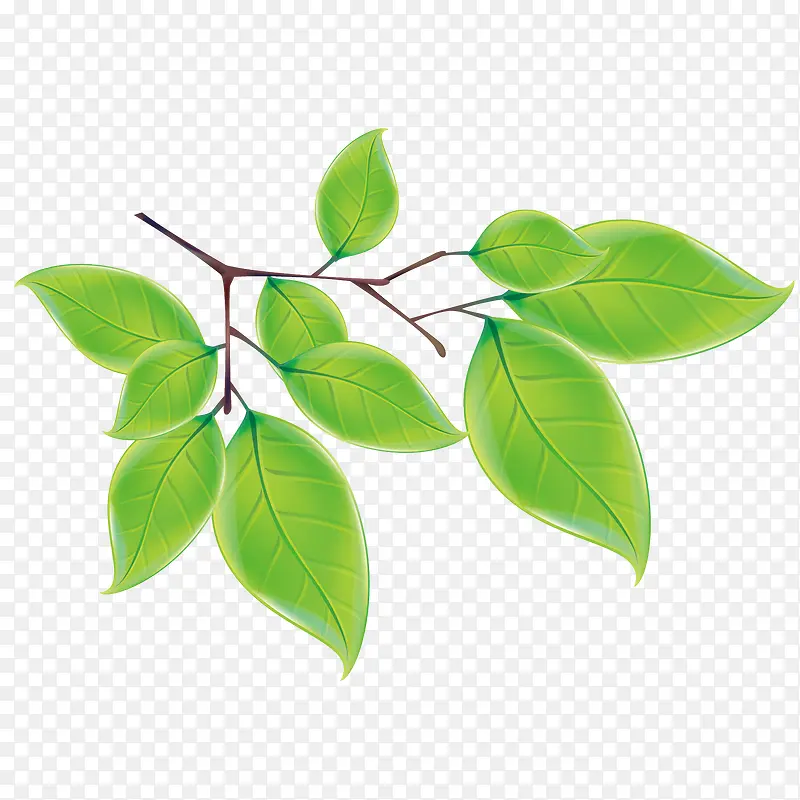 ��ɫ��Ҷ-������