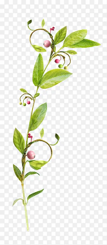 Ư��֦Ҷ-������