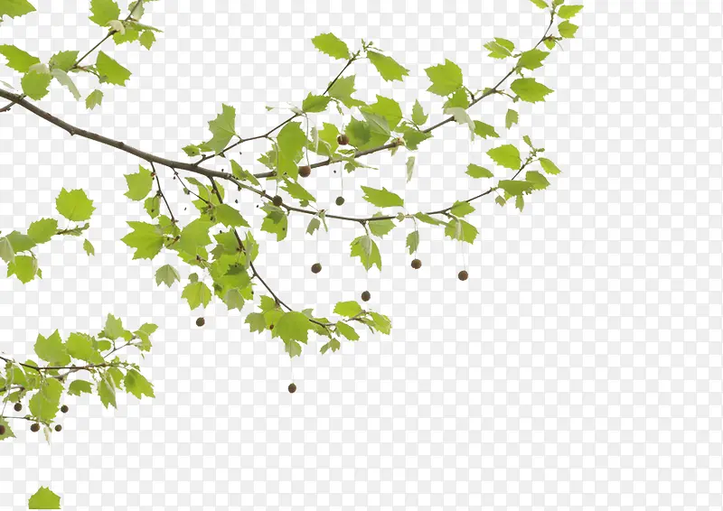 ��֦�ֻ�ͼ��-������