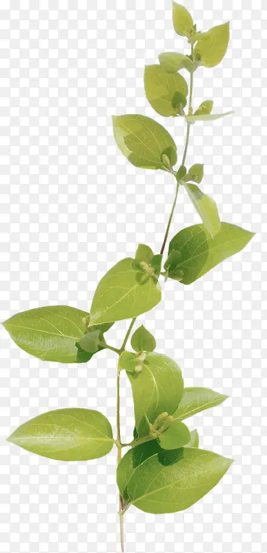 �ֻ�Ҷ��-������