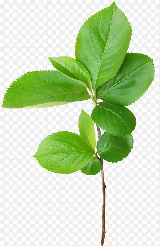 ��ɫ֦Ҷ-������