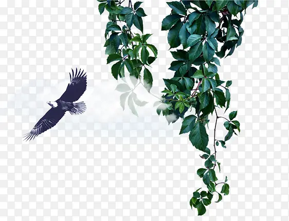 װ����֦��Ҷ-������