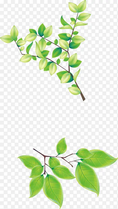 ��֦ ��Ҷ-������