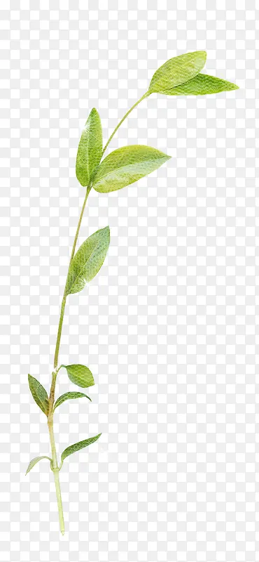 ��ɫ֦Ҷ-������