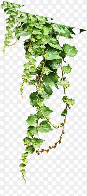 ��֦��Ҷ-������