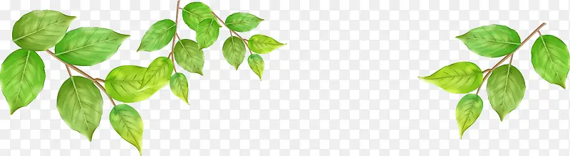 ����������Ҷ��֦-������