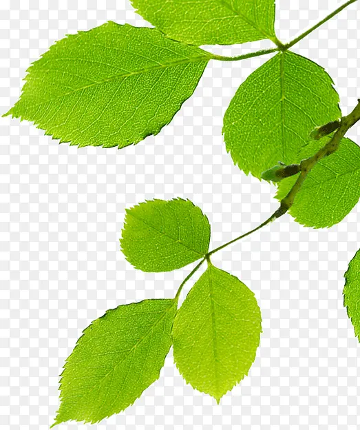 ������Ҷ��֦-������