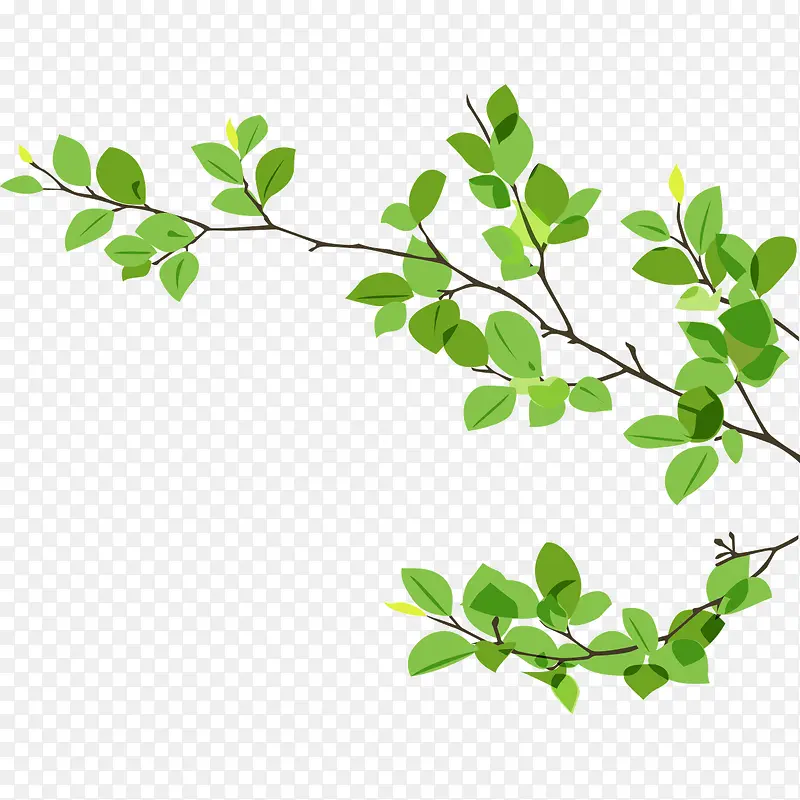 ��֦��Ҷ-������