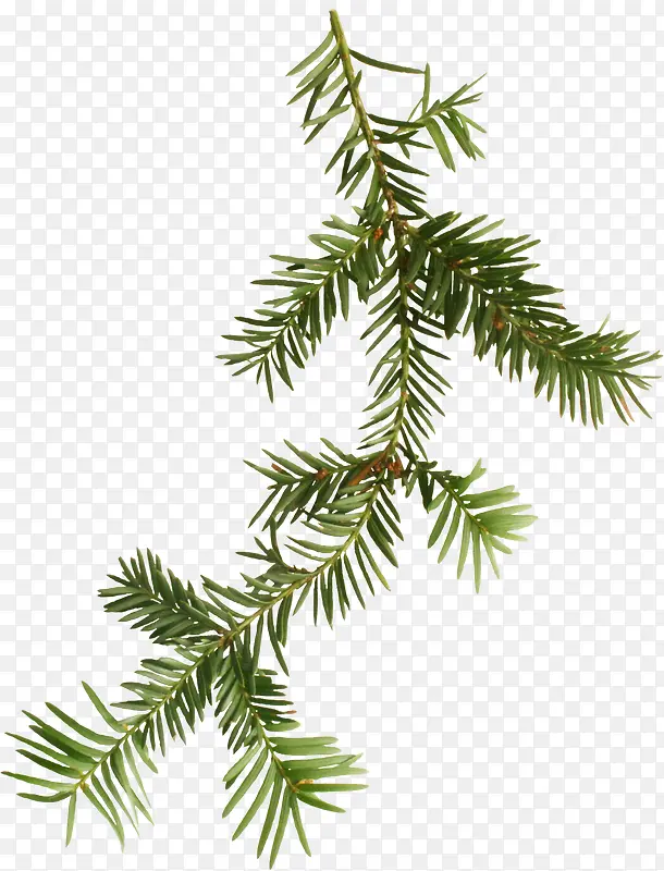 Ư��֦Ҷ-������