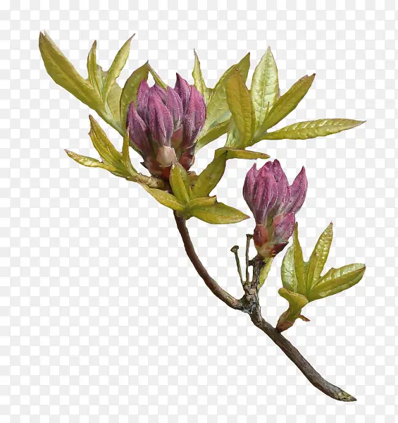 ��ɫ��֦��Ҷװ��ͼ��-������