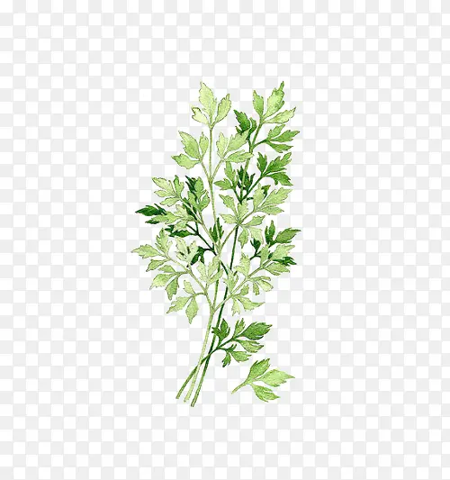 ��ɫ��֦-������