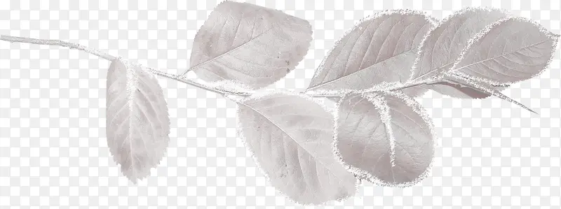 ��ɫ��Ҷ-������