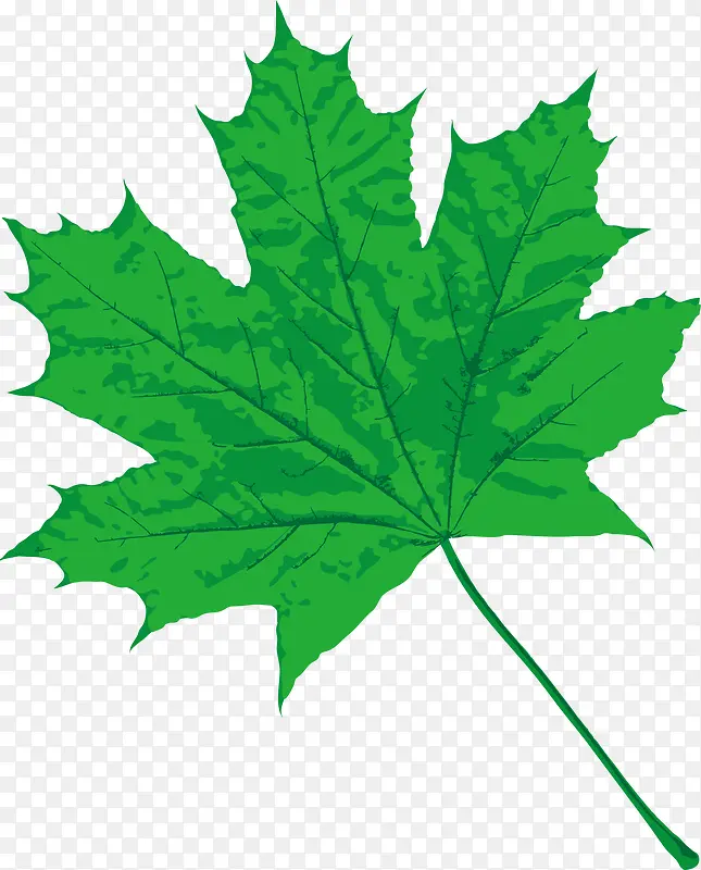 ��ɫ����Ҷ-������