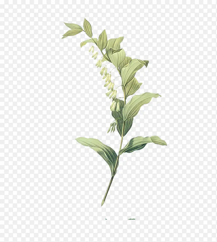 �ֻ�ˮ����Ҷ����-������