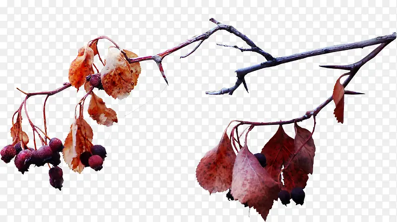 ��֦��Ҷ-������