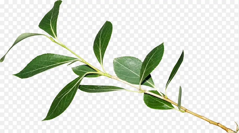 ��ɫ֦Ҷ-������