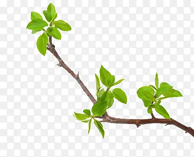 ��Ҷ-������