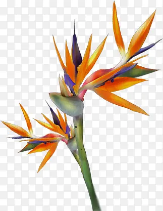 ��ɫֲ���ز�-������