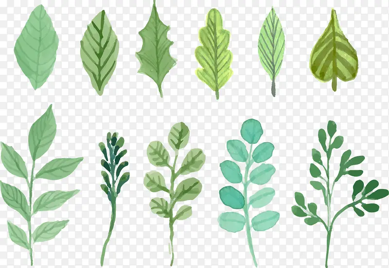 �ֻ���Ҷ-������