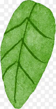 �ֻ�ˮ����Ҷ-������