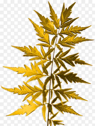 �ֻ��ɫ��Ҷ-������