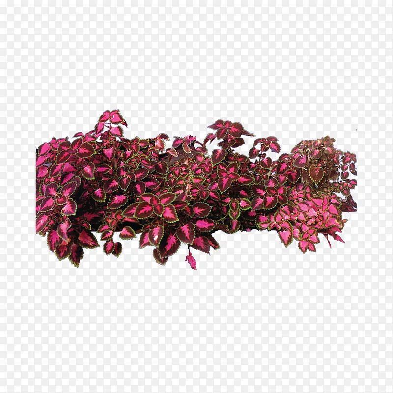 ֲ�� �� ɭ�� ��Ҷ-������