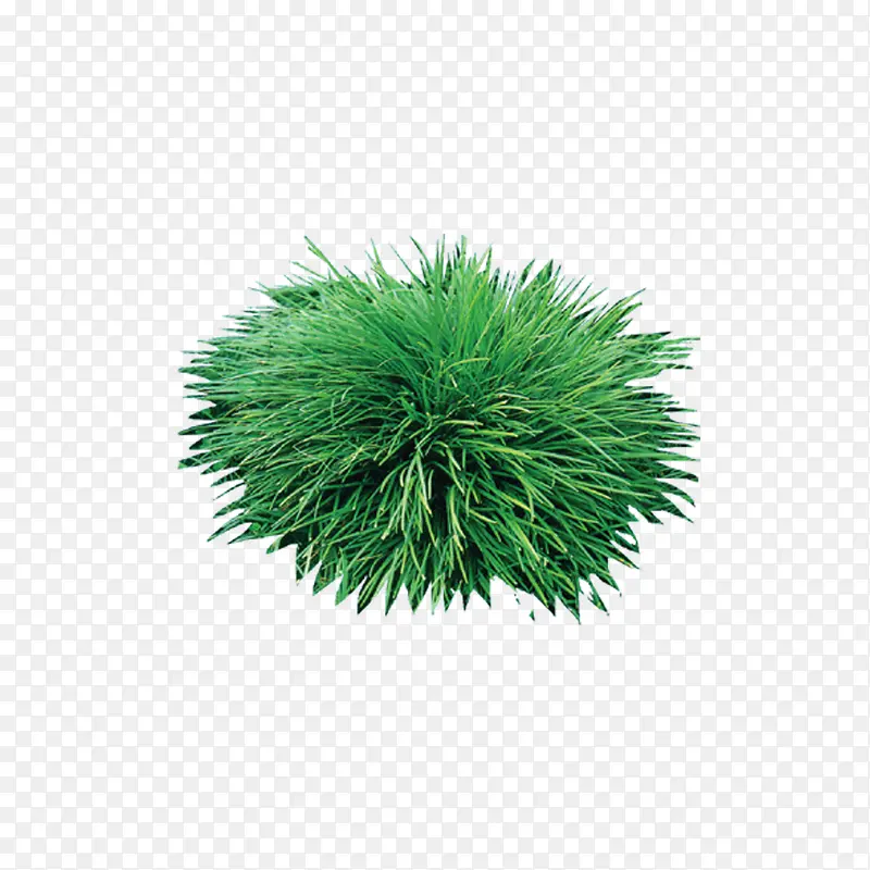 �� ֲ�� �� ɭ�� ��Ҷ-������