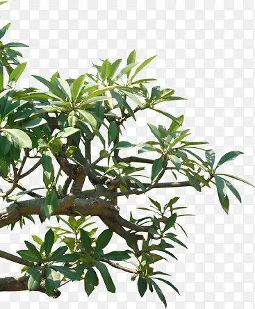 ��֦-������