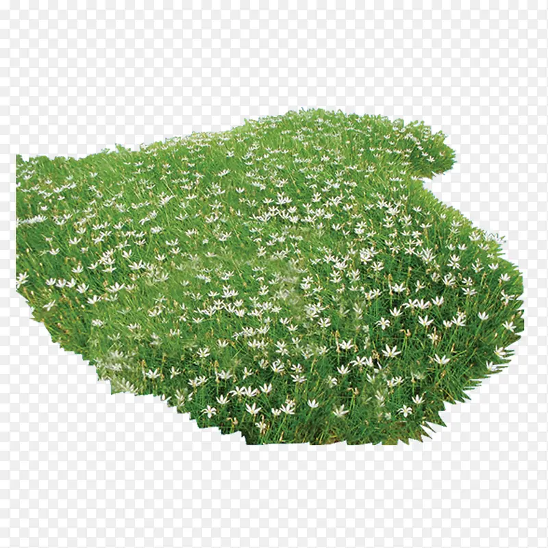 ֲ�� �� ɭ�� ��Ҷ-������