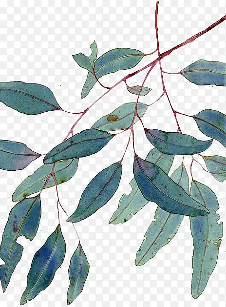 �ֻ���Ҷ-������