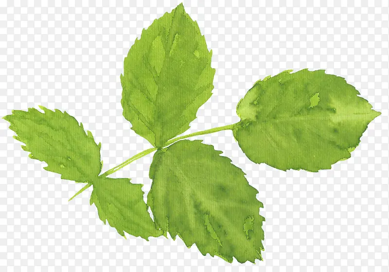 ˮ���ֻ���ɫ��Ҷ-������