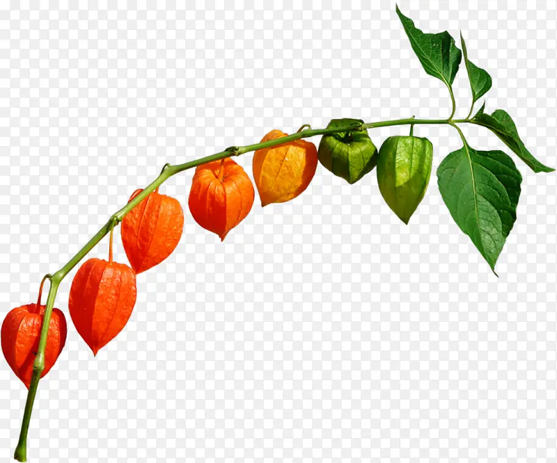 ��֦-������