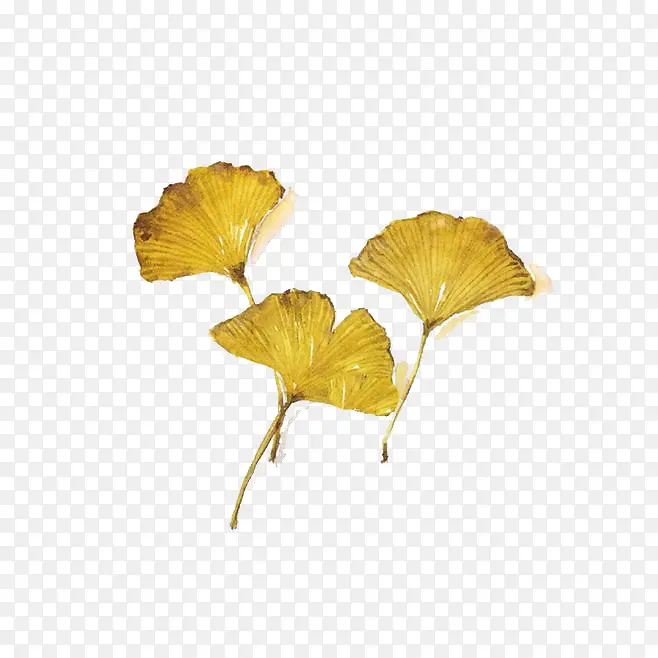 ˮ��Ҷ��-������