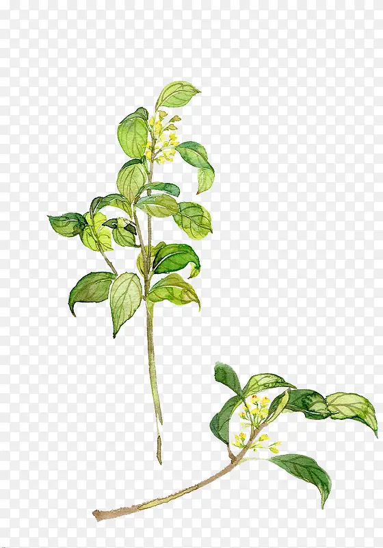 ˮ��Ҷ��-������