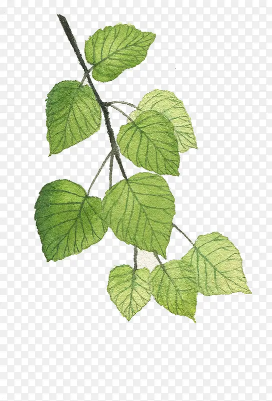 ˮ��Ҷ��-������