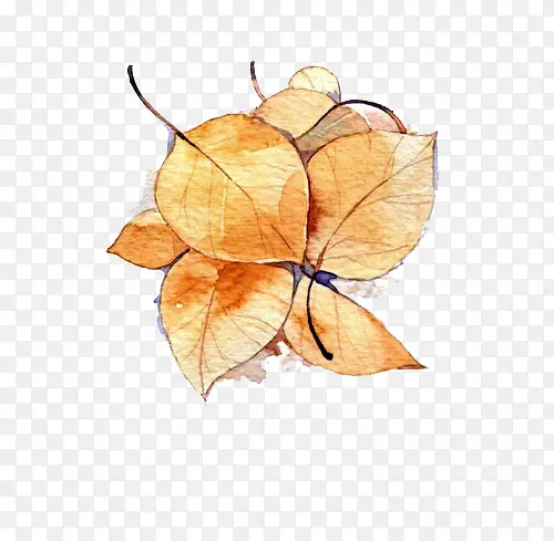 ˮ��Ҷ��-������