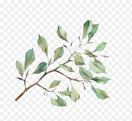 ˮ��Ҷ��-������