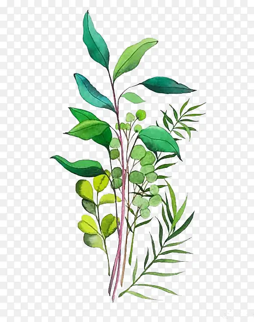 ˮ��Ҷ��-������