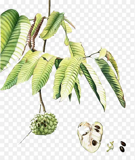 ˮ��Ҷ��-������